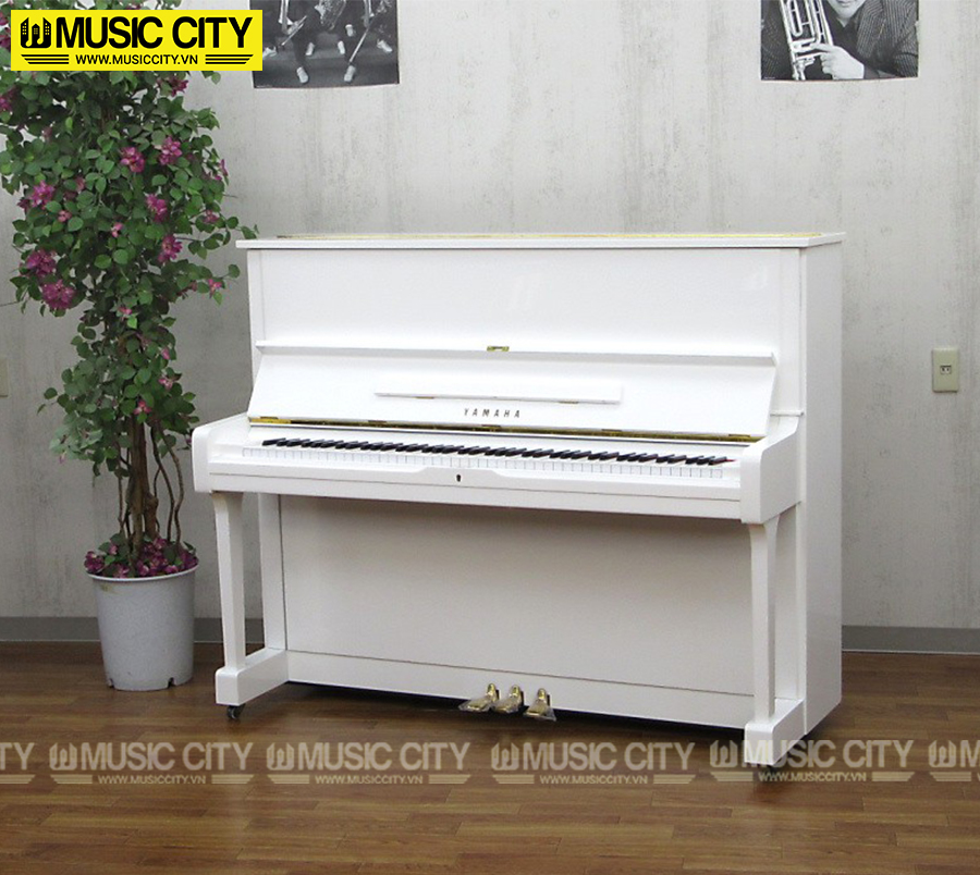 Music City – Tổng Kho Piano, Guitar, Organ | Dịch Vụ Giáo Dục Âm Nhạc