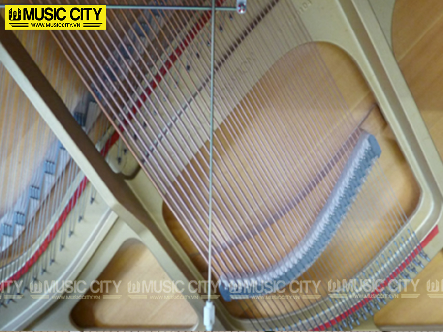 Music City – Tổng Kho Piano, Guitar, Organ | Dịch Vụ Giáo Dục Âm Nhạc