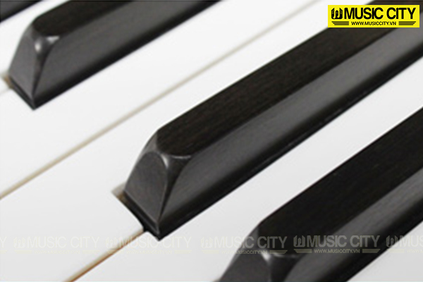 Music City – Tổng Kho Piano, Guitar, Organ | Dịch Vụ Giáo Dục Âm Nhạc