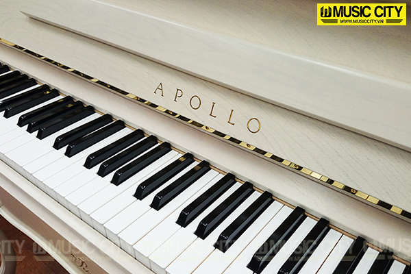 Music City – Tổng Kho Piano, Guitar, Organ | Dịch Vụ Giáo Dục Âm Nhạc