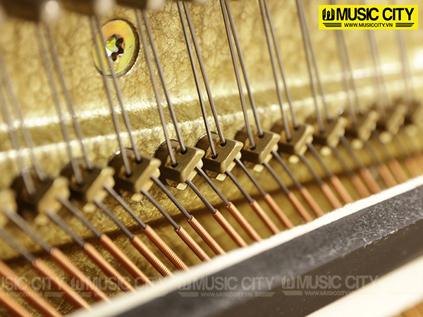 Music City – Tổng Kho Piano, Guitar, Organ | Dịch Vụ Giáo Dục Âm Nhạc