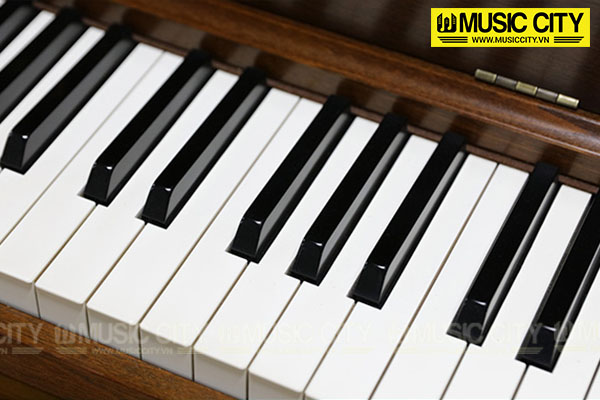 Music City – Tổng Kho Piano, Guitar, Organ | Dịch Vụ Giáo Dục Âm Nhạc