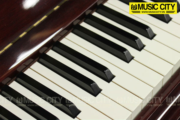 Music City – Tổng Kho Piano, Guitar, Organ | Dịch Vụ Giáo Dục Âm Nhạc