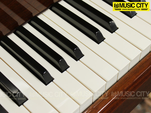 Music City – Tổng Kho Piano, Guitar, Organ | Dịch Vụ Giáo Dục Âm Nhạc