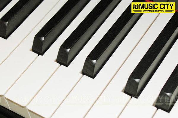 Music City – Tổng Kho Piano, Guitar, Organ | Dịch Vụ Giáo Dục Âm Nhạc